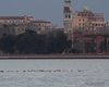 Cormorano_pesca_Venezia_Giardini_23_1_2013_+++1563sf