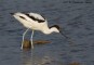 avocetta6922_.jpg