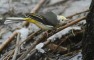 balgia_12_5268_.jpg
