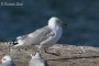 gabnor_1_1155_.jpg