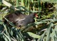 gallinella_7_3859_.jpg