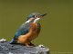 martin_pescatore0264_.jpg