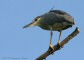 nitticora0993_.jpg