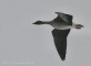 ocagrarossicus_1_5124_.jpg