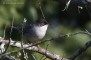 occhiocotto_10_2622_.jpg
