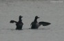 orcomar_12_5574_.jpg