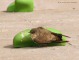 rondine_mon_1020237_.jpg