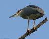 Nitticora_Gaggio_Oasi_1_7_2007_0993sf