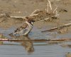 Passera_mattugia_Vallesina_12_8_2007_+0644sf_