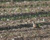 Piviere_tortolino_Grave_Papadopoli_1_5_2007_2531+sf_