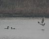Orco_marino_Gabrea_Laguna_Mort_12_12_2007_5561sf_