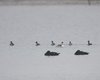 Orco_marino_Svassi_Laguna_Mort_12_12_2007_+5636sf_