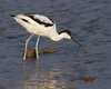 Avocetta_Vallesina_16_12_2007_+++6922sf_