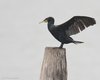 Cormorano_La_Vallona_8_12_2007_+4790_fil_sf_