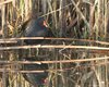 Gallinella_d_acqua_San_Giuliano_7_11_2007_+0100_sf_