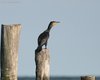 Cormorano_Sacca_Scardovari_13_9_2007_+7719sf_