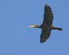 Cormorano_volo_anello_Sacca_Scardovari_13_9_2007_++7750sf_