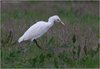 Airone_guardabuoi_preda_Gaggio_17_3_2008_+5128_