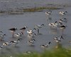 Avocetta_Cavaliere_d_Italia_Valle_Bagliona_25_4_2008_++6187sf_