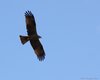 Nibbio_bruno_Lago_Caldonazzo_5_4_2008_++0232sf_