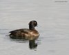 Moretta_Lago_Caldonazzo_5_4_2008_+++0403sf_