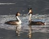 Svasso_maggiore_Lago_Caldonazzo_5_4_2008_++++1377sf