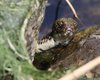 Natrix_tessellata_Albarella_25_4_2008_++5467sf_