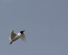 Gabbiano_corallino_volo_preda_Delta_del_Po_25_4_2008_++5179sf_