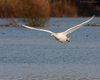 Cigno_reale_volo_Lago_di_Busche_9_11_2008_++++6622sf_