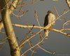 Sparviere_Isola_Cona_21_12_2008_+++1010913_f_sf_