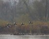Moretta_volo_Lago_di_Busche_9_11_2008_++6017sf_