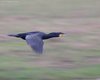 Cormorano_volo_San_Giuliano_Parco_Favaro_6_12_2008_+++0021sf_