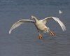 Cigno_reale_volo_Lago_di_Busche_9_11_2008_+++++6630sf_