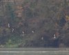 Moretta_volo_Lago_di_Busche_9_11_2008_++5977sf_