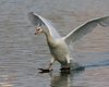 Cigno_reale_volo_Lago_di_Busche_9_11_2008_+++6633sf_