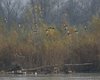 Moretta_volo_Lago_di_Busche_9_11_2008_++6163sf_
