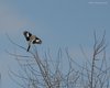 Averla_maggiore_volo_Ca_Filippetto_14_12_2008_+1110sf_