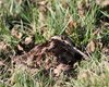 Beccaccia_San_Giuliano_parco_13_2_2009_+++++3034sf_