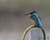 Martin_pescatore_Cavallino_7_2_2009_+++2587sf_