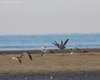 Pittima_minore_volo_Grado_14_2_2009_++3482sf_