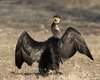 Cormorano_Valle_Grassabò_17_1_2009_+++++9595sf_