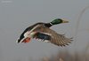 Germano_reale_volo_San_Giuliano_parco_19_2_2009_++++5770sf_