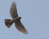 Sparviere_volo_Villorba_28_2_2009_+++6899sf_
