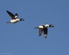 Quattrocchi_Canale_Lovi_12_1_2009_+++7871sf_