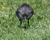 Folaga_San_Giuliano_parco_11_7_2009_++++0436sf_