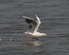 Gabbiano_roseo_volo_Saline_Cervia_22_8_2009_+++2932sf_