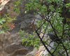 Passero_solitario_Sistiana_31_7_2009_++8130sf_