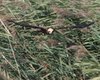 Falco_di_palude_volo_Valle_Vecchia_26_9_2009_++++0905sf_