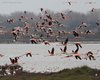 Fenicottero_volo_valle_Pozzatini_20_3_2010_++++^5339sf_