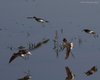 Piro_piro_boschereccio_volo_Ca_Bianca_27_3_2010_+++^6933sf_